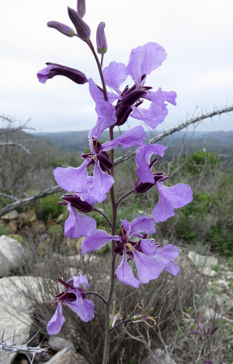 Hesperidanthus