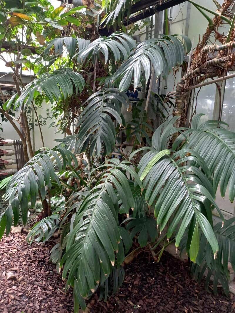 Rhaphidophora 4