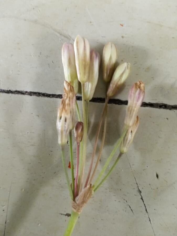 Aglio paniculato 8