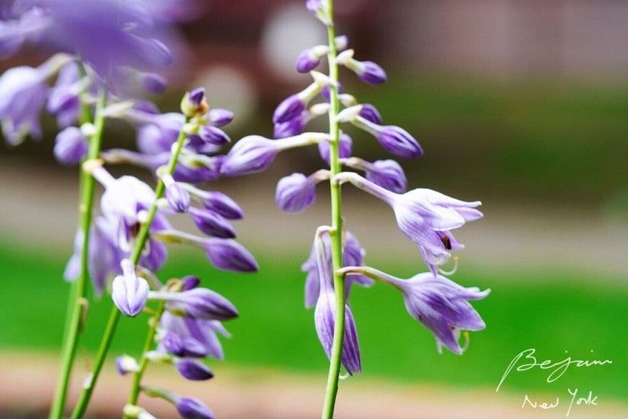 Hosta ventricosa 5