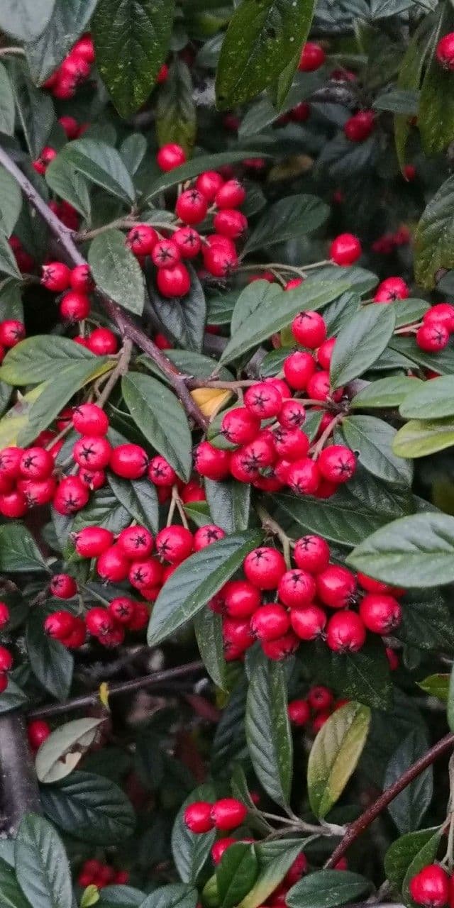 Cotoneaster glabre 2