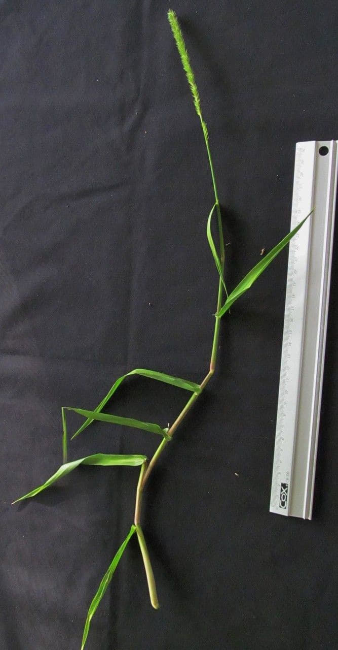 Hymenachne amplexicaulis 18