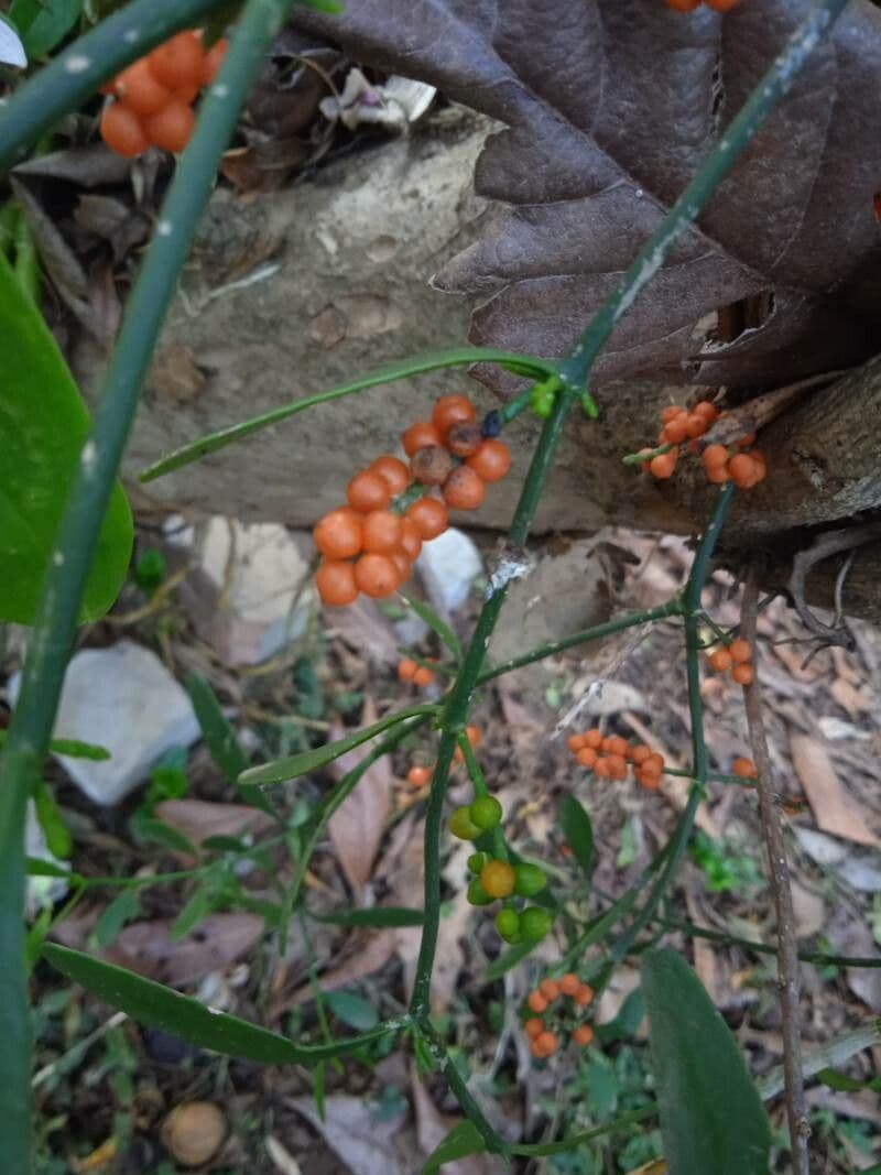 Phoradendron 4