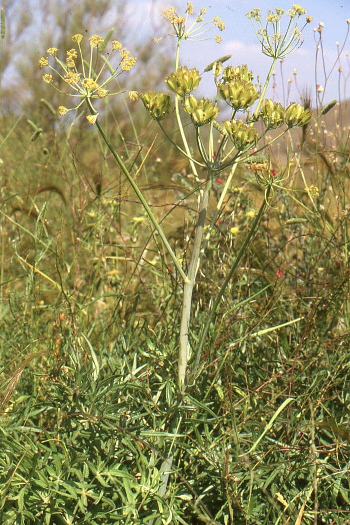 Gargania 11