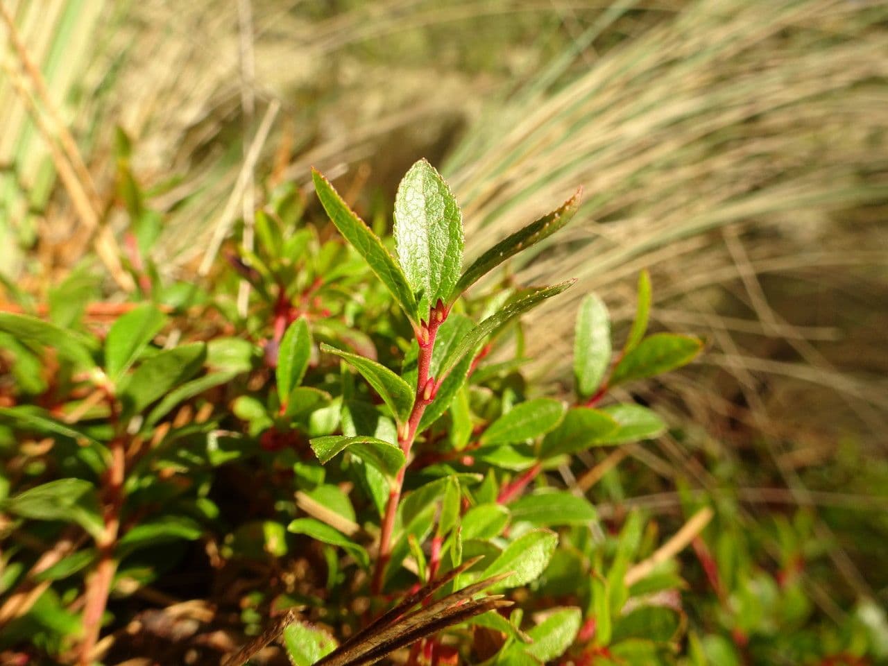 Mirtillo 4