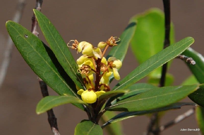 Acridocarpus 2