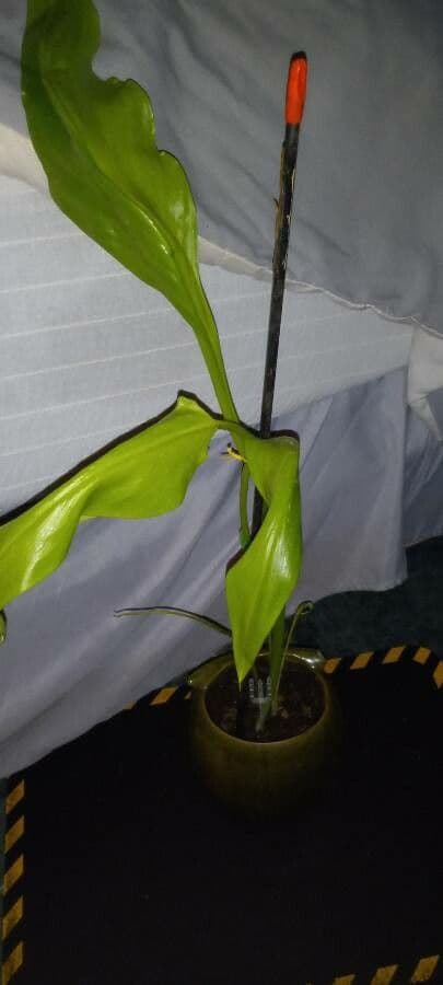 Calla 23