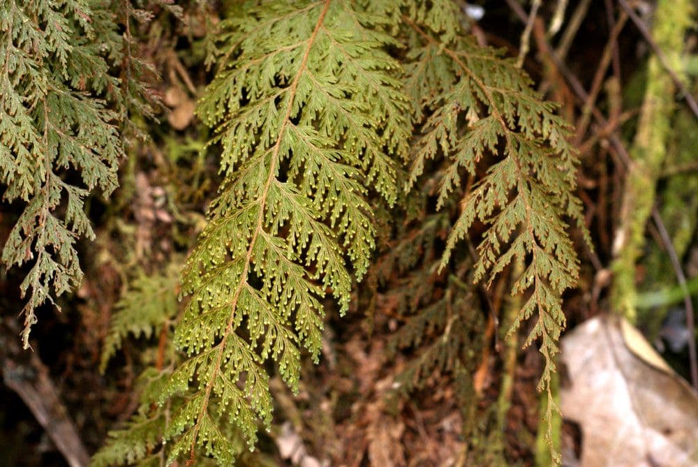 Hymenophyllum 6