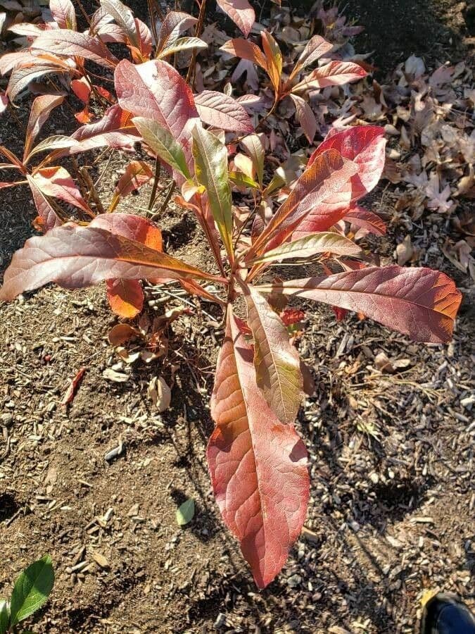 Franklinia 10