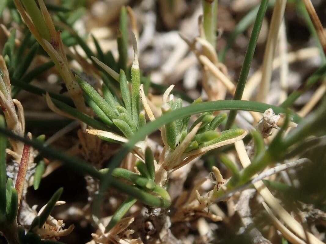 Cherleria capillacea 12