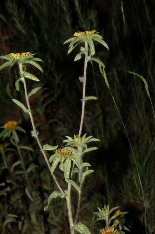 Asteroide spinoso 27