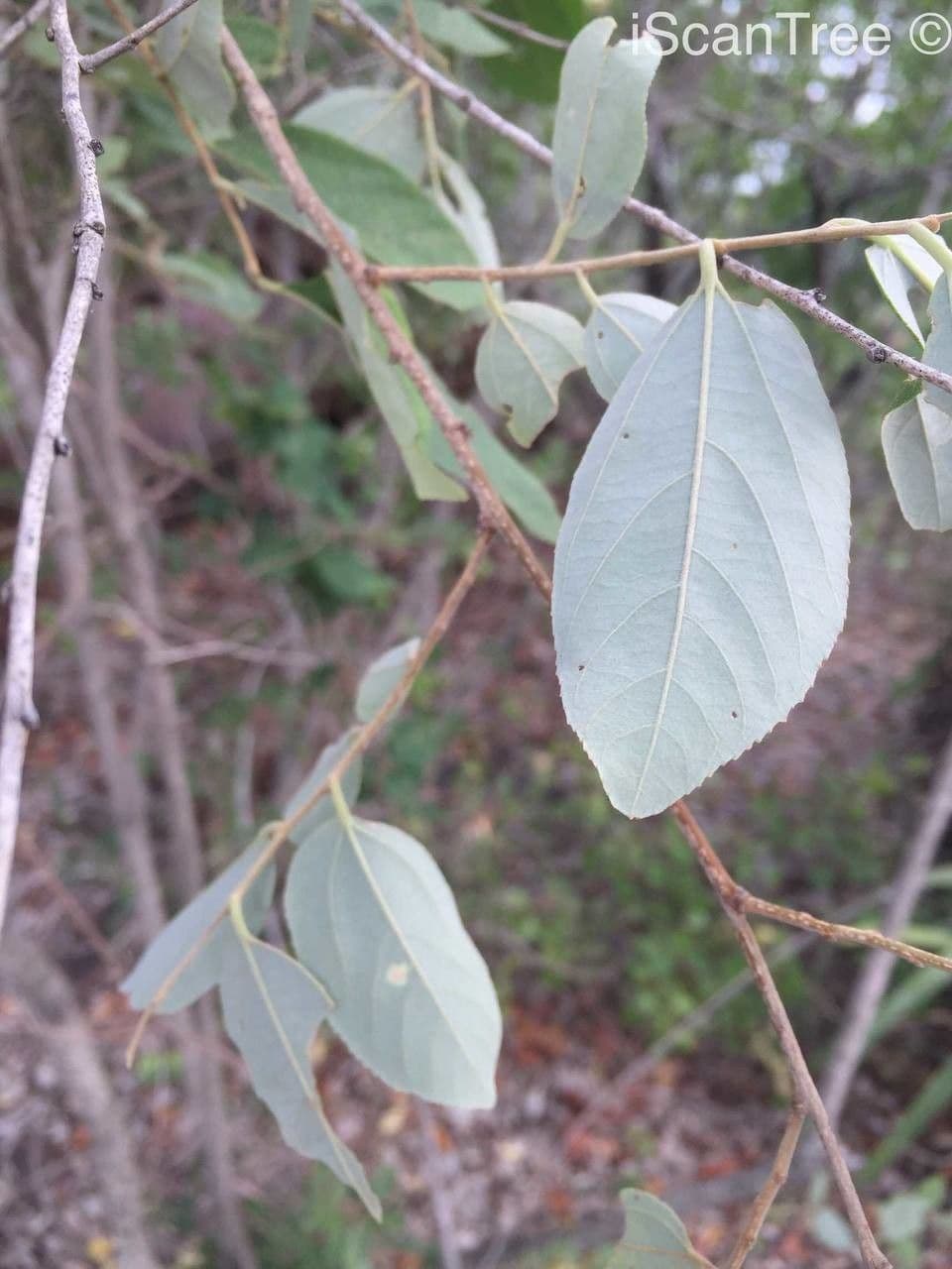 Grewia 12