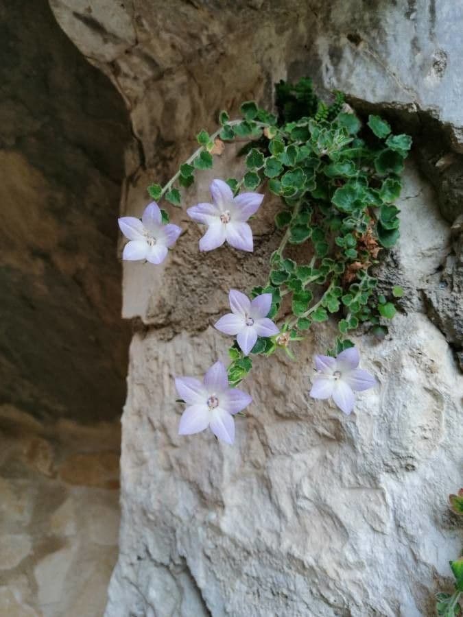 Campanula 10