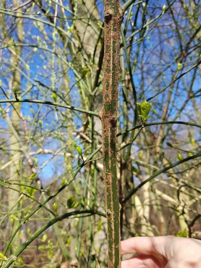 Euonymus 23
