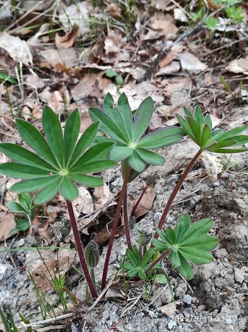 Stauden-Lupine 14