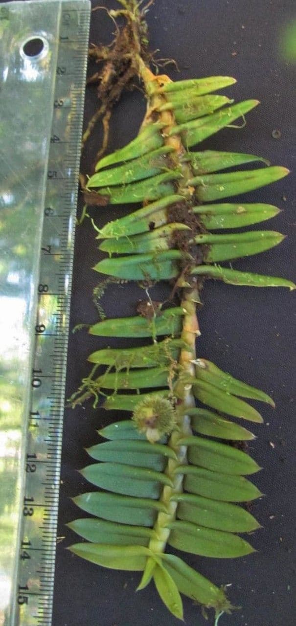 Dichaea 2