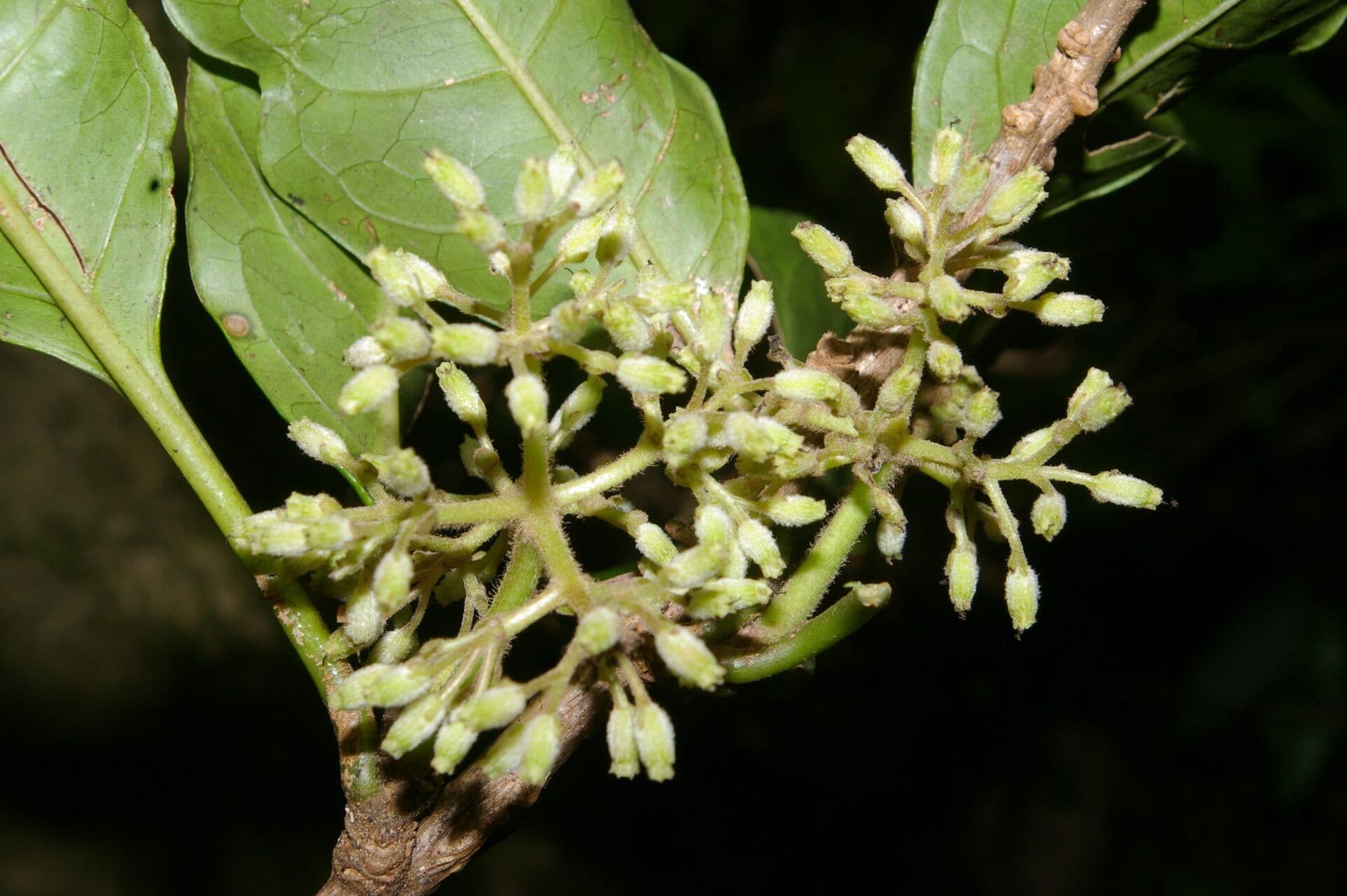 Rochefortia 6