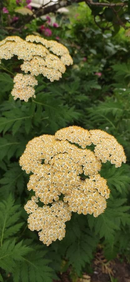 Achillea