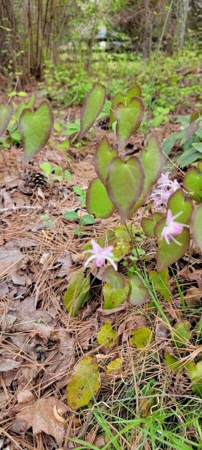 Großblütiges Elfenblümchen 3
