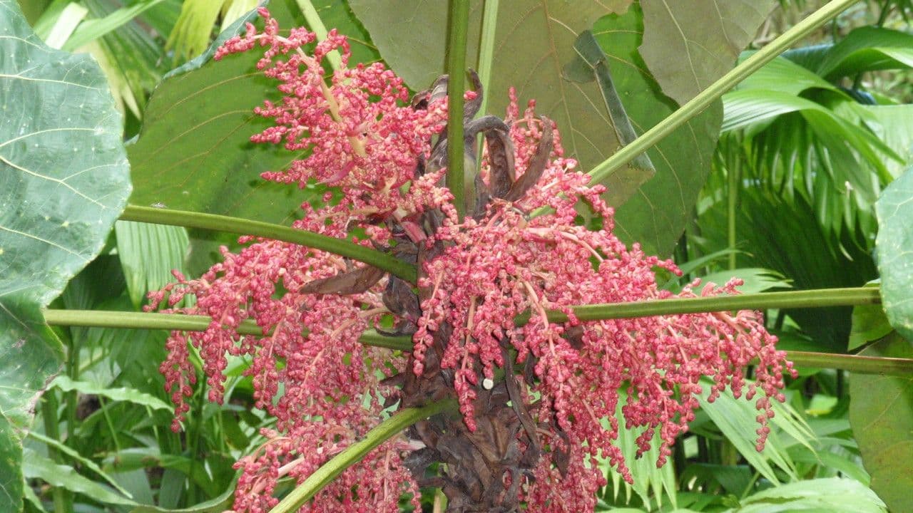 Macaranga