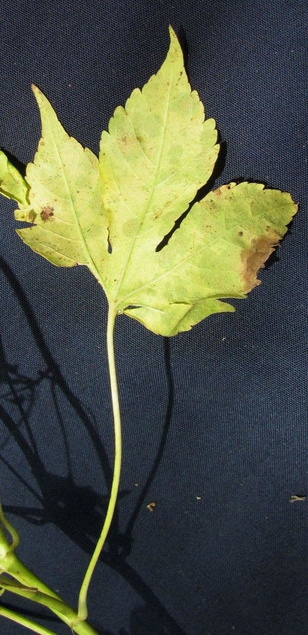Croton lobato 24