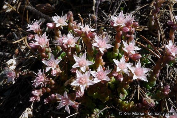 Sedum