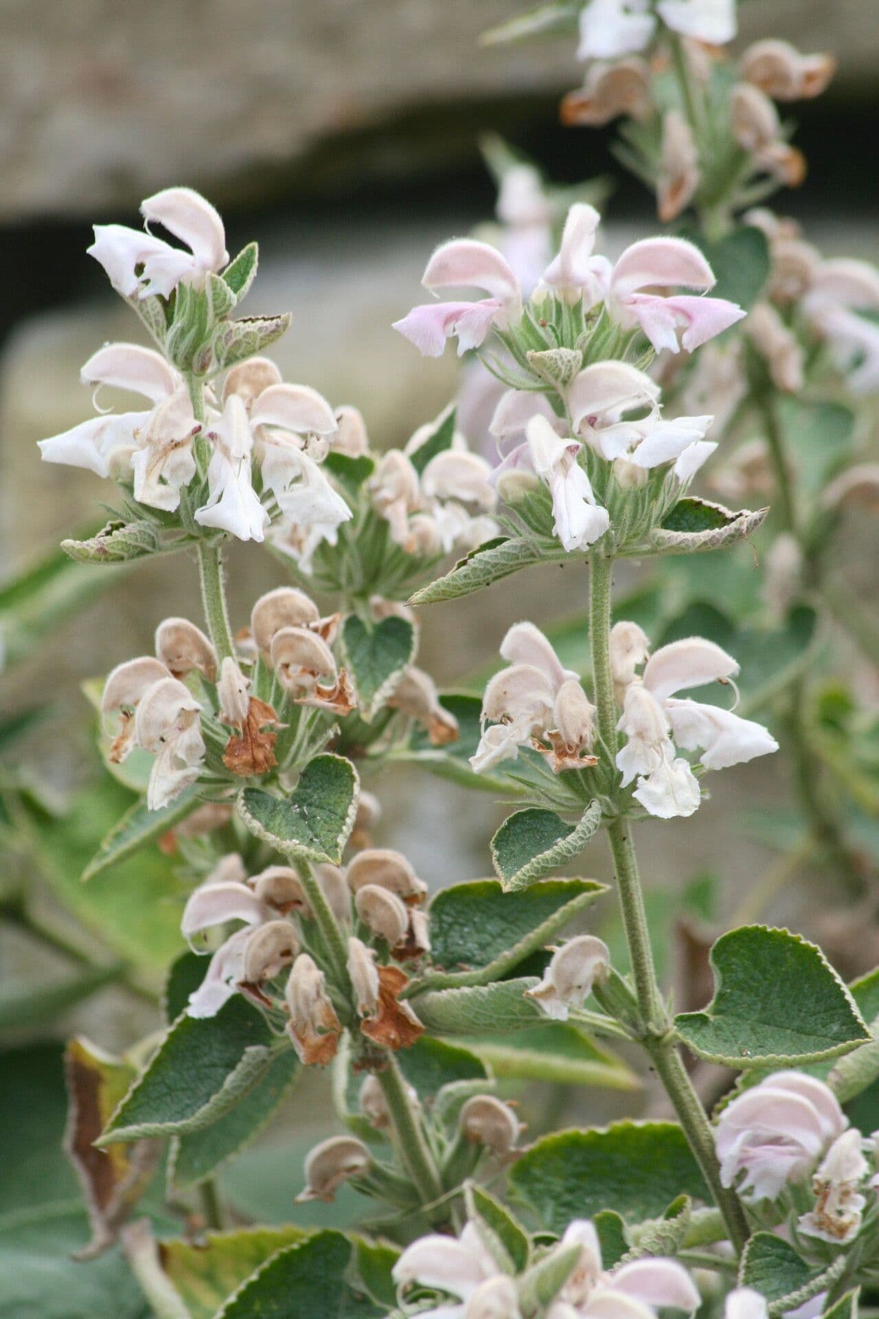 Phlomis 2