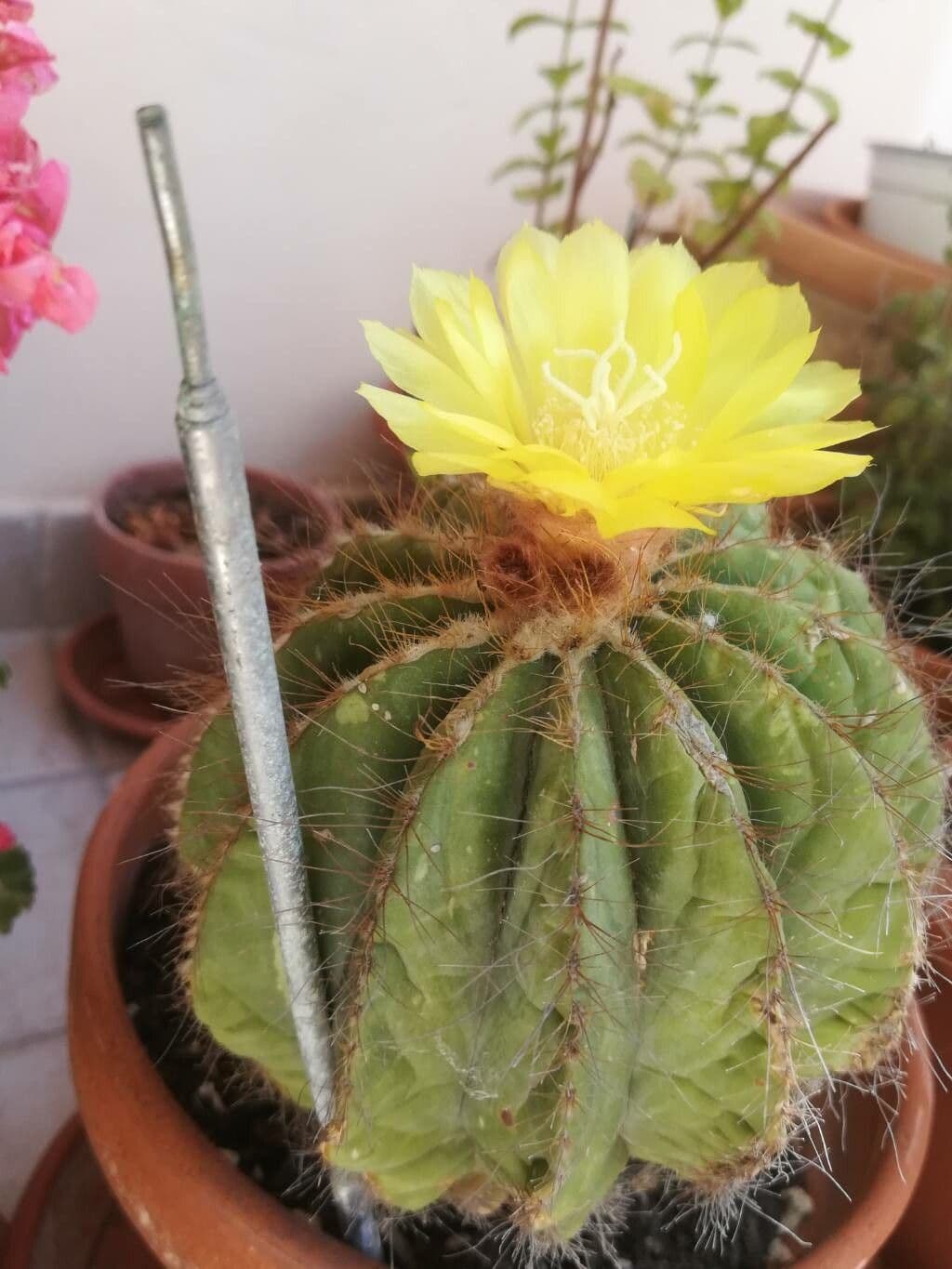 Parodia 8