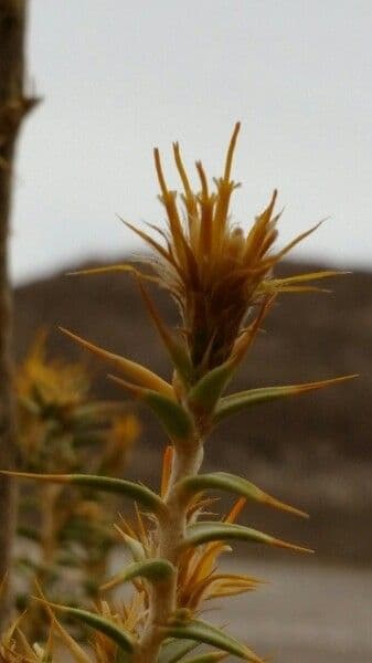 Chuquiraga 11