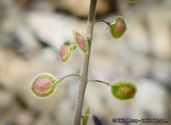 Thysanocarpus laciniato
