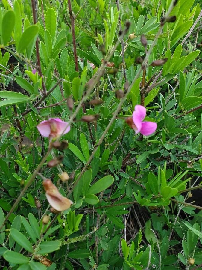 Tephrosia 17
