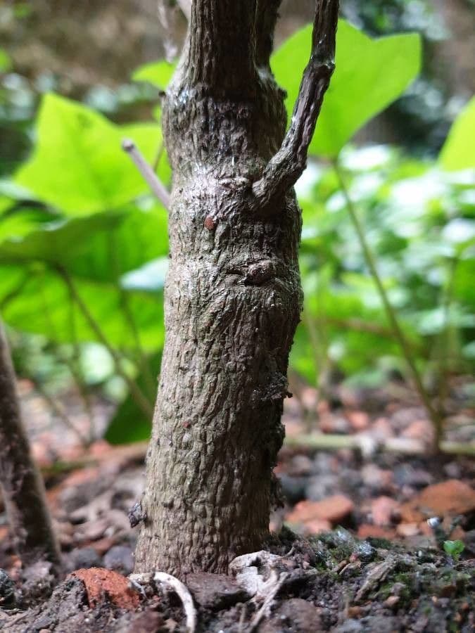 Großblättrige Osterluzei 21