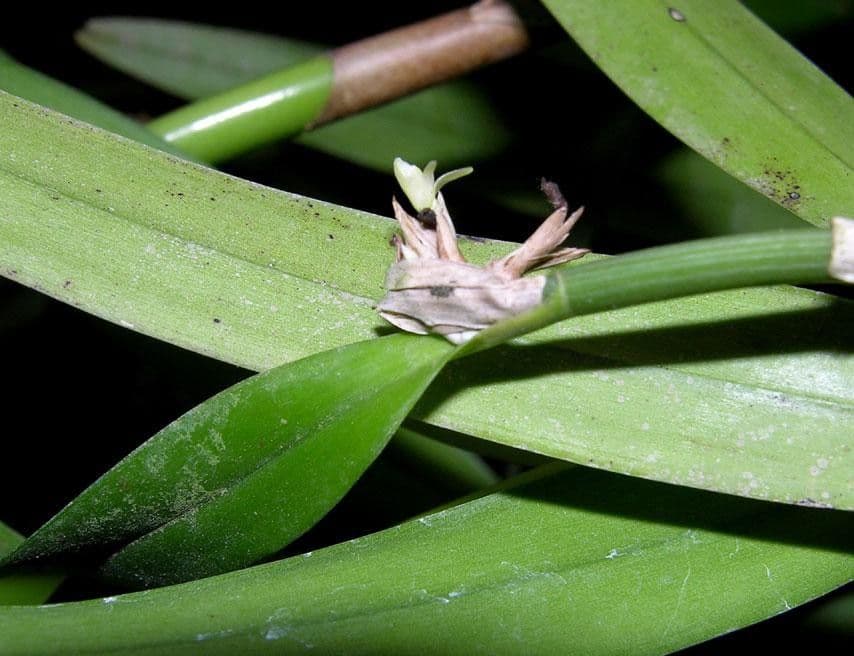 Scaphyglottis 11