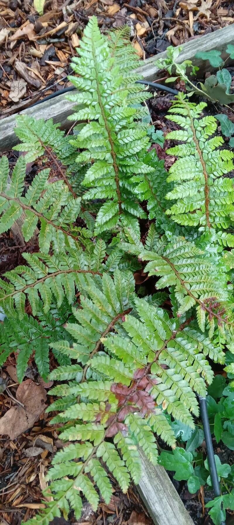Polystichum polyblepharum 11
