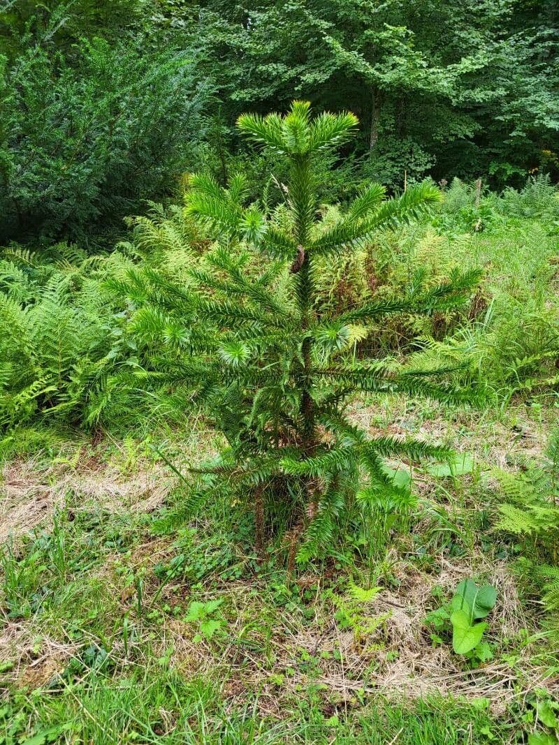 Aracauaria 27