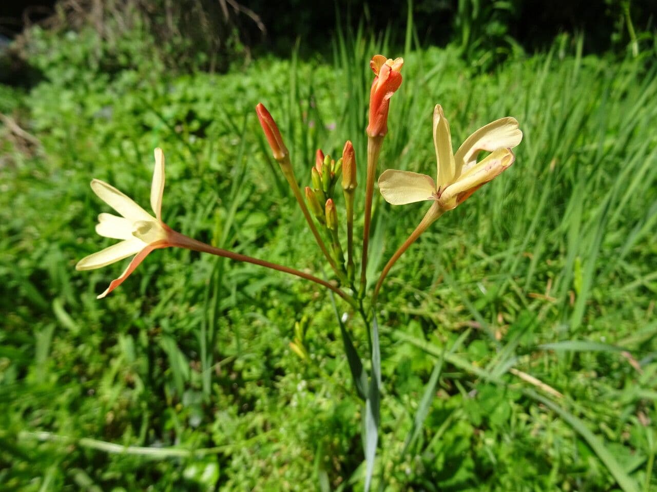 Ixia