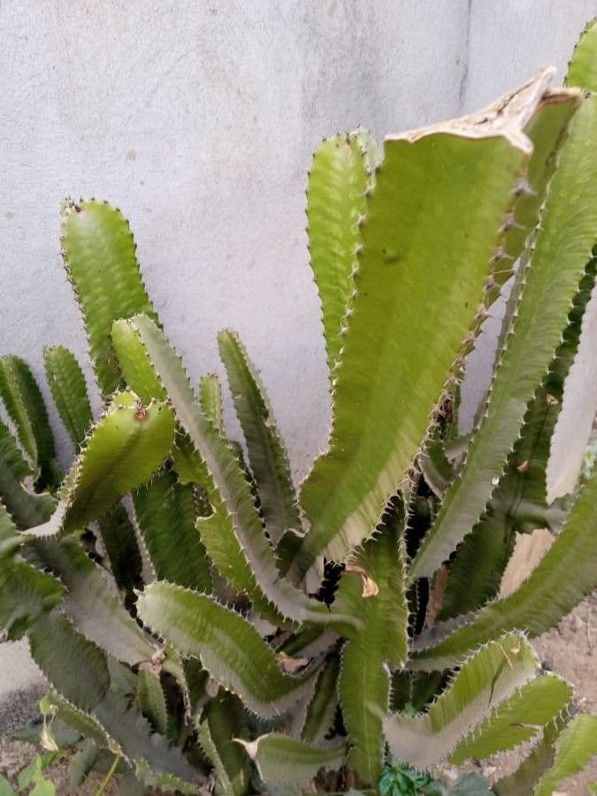 Lechetrezna triangular 7