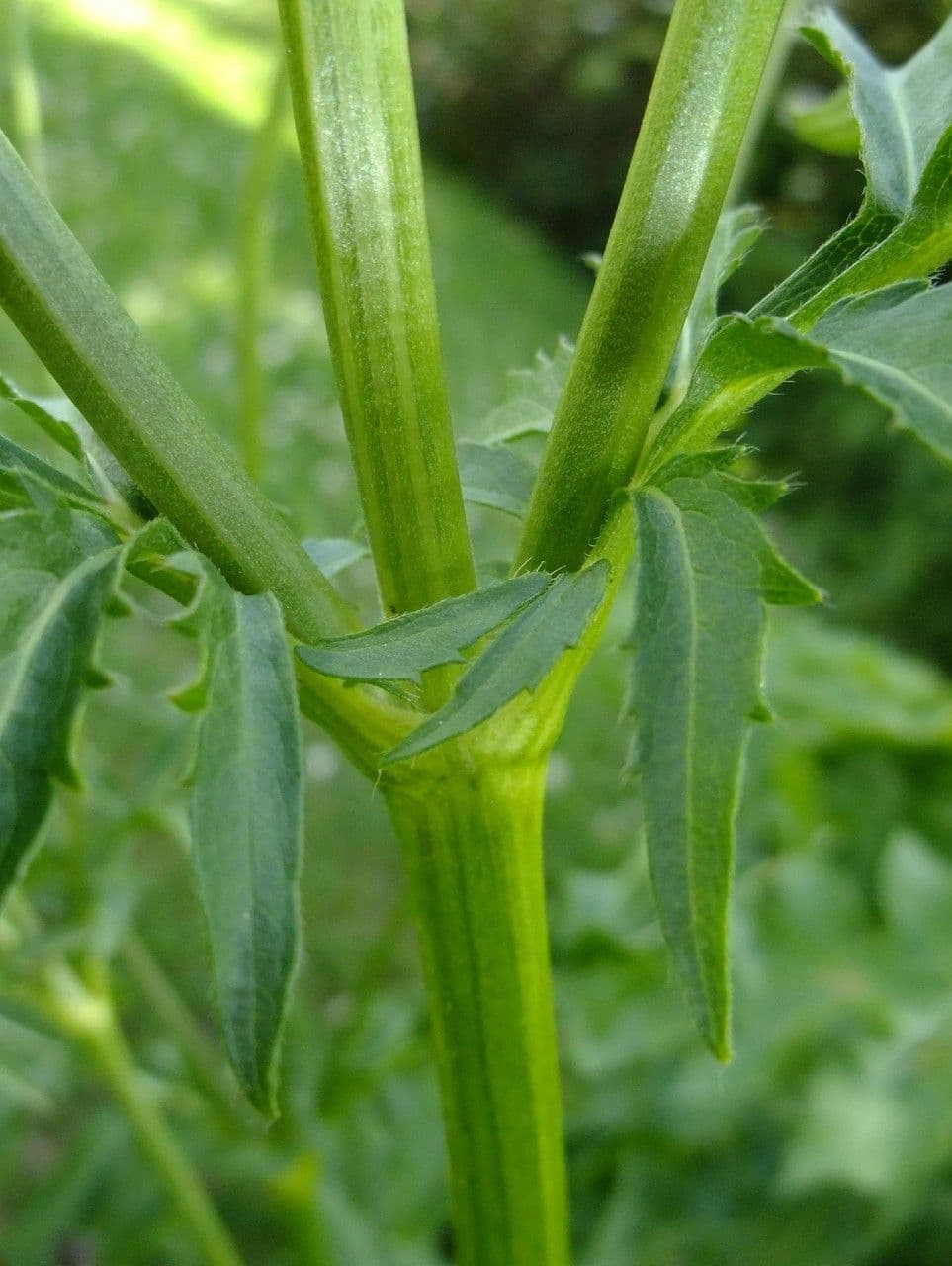 Cephalaria alpina 22