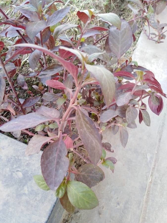 Alternanthera Brasiliana 26