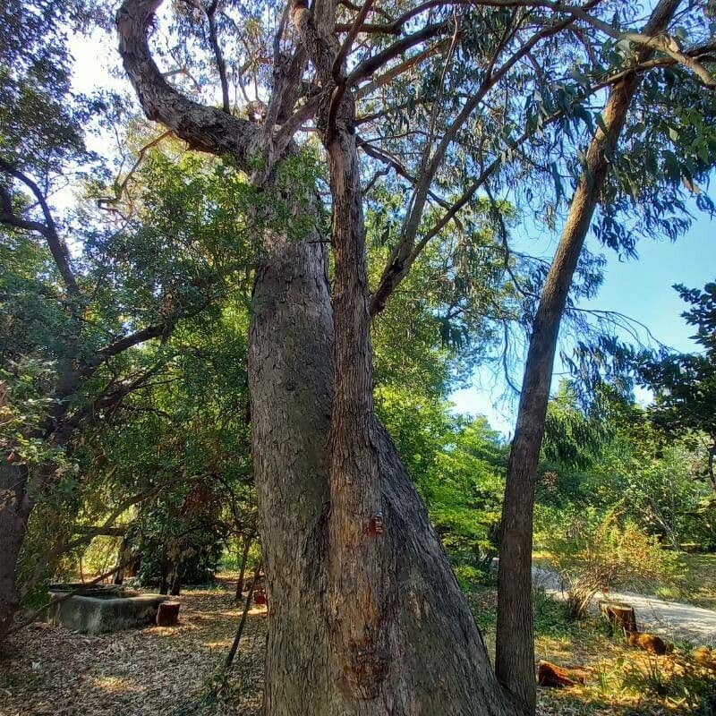 Eucalipto goniocalyx 2