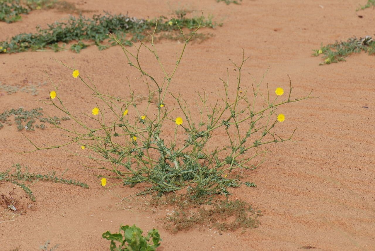Launea mucronata 7