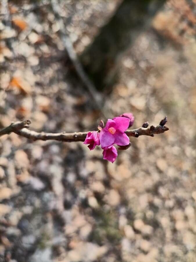Fior di stecco 7