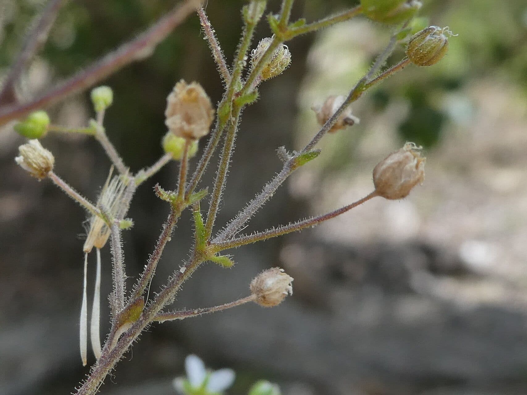 Arenaria