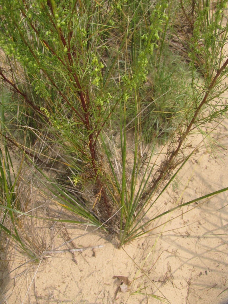 Field sagewort 27