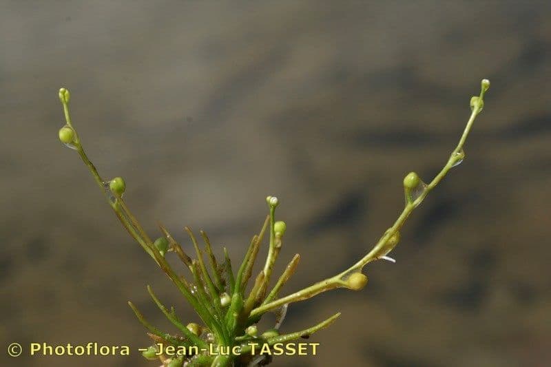 Subularia aquatica 9