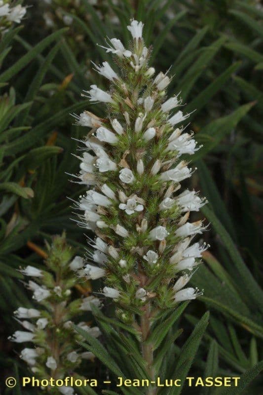 Echium 3