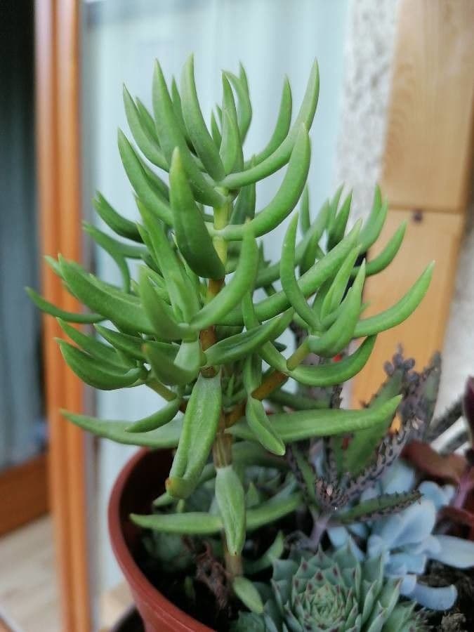 Crassula tetragona 4