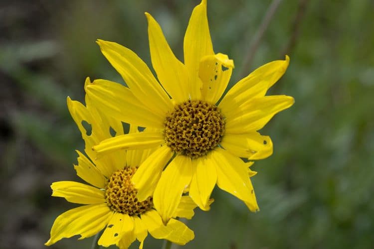 Grauer Balsamwurzel