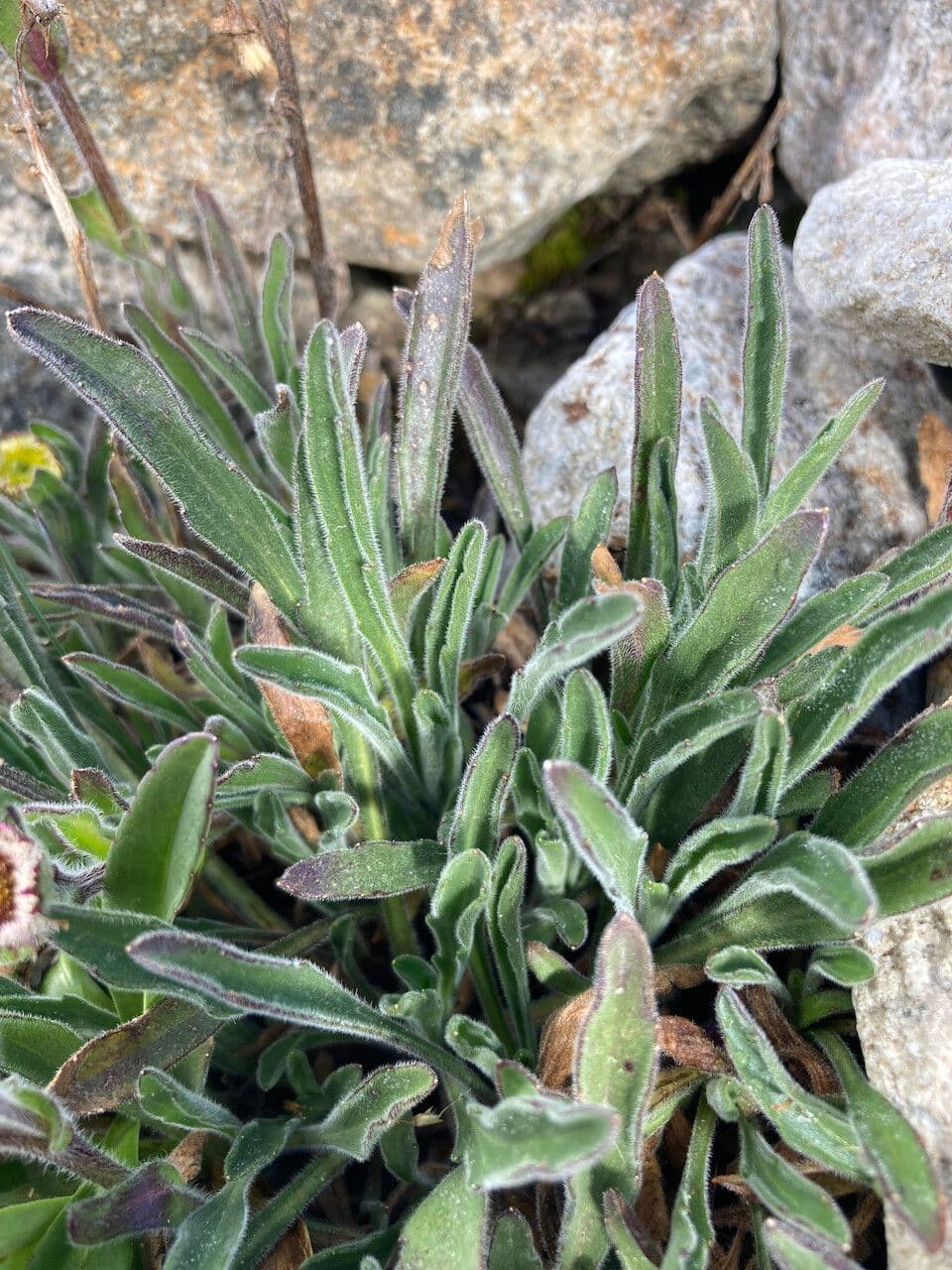 Erigeron 15