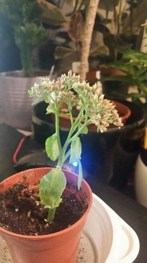 Pluchea indica 11
